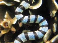 猛毒ウミヘビ、千葉で発見！　真夏の海に潜む 猛毒生物の危険 …死亡例も