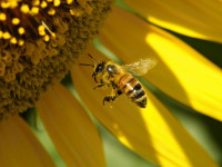 レジャーの季節はハチの季節？ 応急手当や予防策を知っておこう